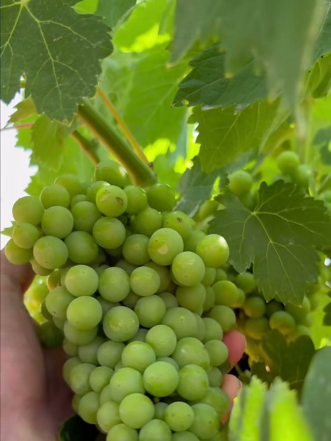 Racimo de uva blanca en la mano