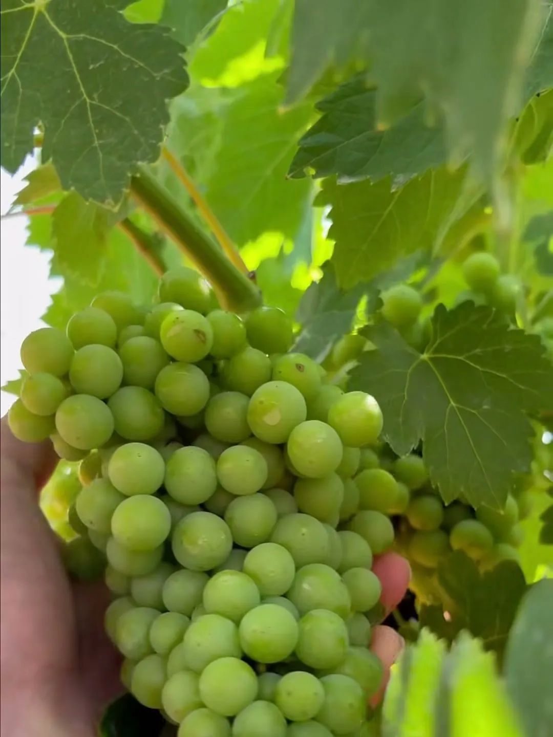 Racimo de uva blanca en la mano