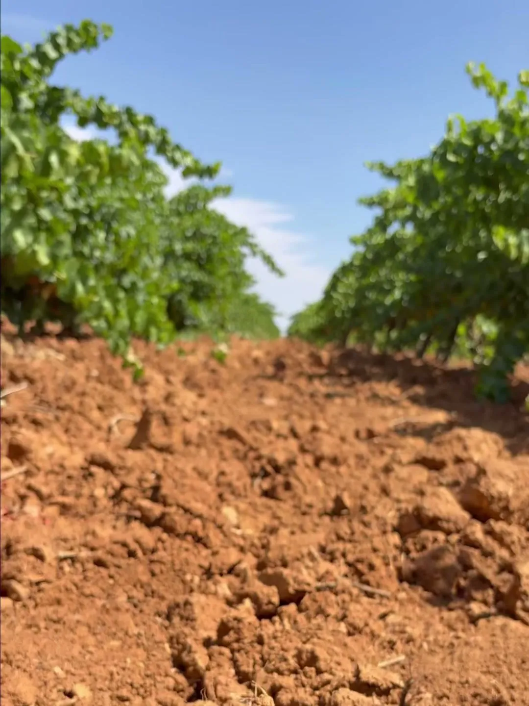 Tierra roja entre dos hileras de cepas
